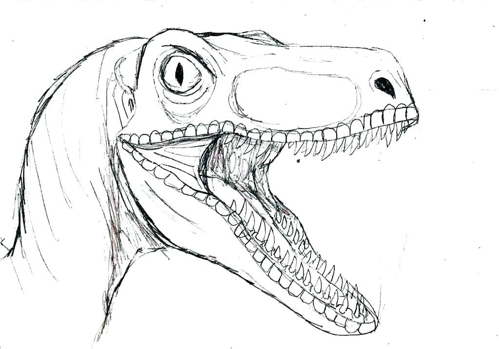 ▷ Velociraptor | Tu web especializada en dinosaurios